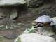 A turtle at the reptile garden
